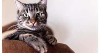 Pocos gatos cuentan con una cobertura de salud en España