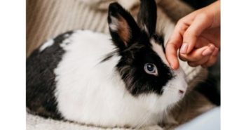 ¿Conoces los problemas de salud más frecuentes en los conejos?
