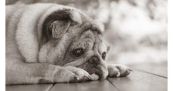 Emociones que incrementan los problemas de conducta